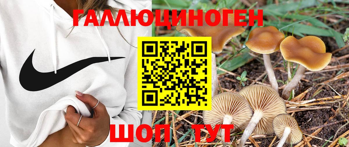 Брянск  Псилоцибиновые грибы MAGIC MUSHROOMS  Вход с VPN  Псилоцибиновые грибы Psilocybine cubensis 