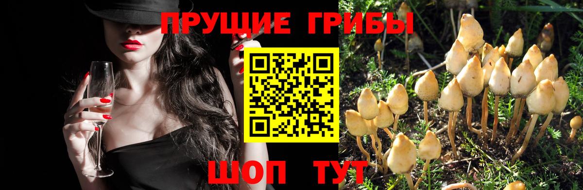 Галлюциногенные грибы MAGIC MUSHROOMS Брянск